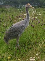 Blue Black Blue on 3rd July 2012 Blue Black Blue on 3rd July 2012